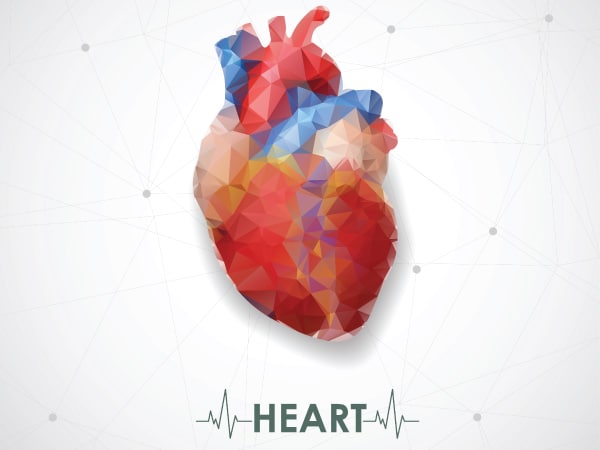 Heart